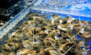 大閘蟹自動(dòng)檢重秤｜水產(chǎn)品多級(jí)分選設(shè)備｜農(nóng)產(chǎn)品智能分級(jí)解決方案