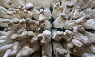 了解杏鮑菇配重機如何精準(zhǔn)配重，推動杏鮑菇產(chǎn)業(yè)高效發(fā)展