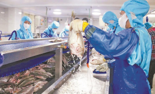 解析水產(chǎn)配重機(jī)如何實(shí)現(xiàn)水產(chǎn)產(chǎn)品精準(zhǔn)配重及產(chǎn)業(yè)應(yīng)用價(jià)值