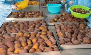 珠海大航紅薯重量分選機(jī)：紅薯精準(zhǔn)重量分揀的得力助手