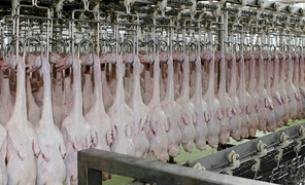 珠海大航整鴨重量自動(dòng)分選解決方案，助力鴨類加工高效發(fā)展