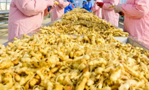 珠海大航中藥藥材重量分選方案，助力中藥產(chǎn)業(yè)高質(zhì)量發(fā)展