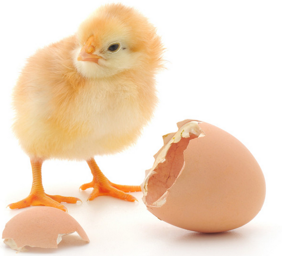 雛雞小雞自動(dòng)稱(chēng)重分選機(jī)測(cè)試視頻